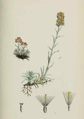Reproducción/Reproduction 48717427388: English botany, or, Coloured figures of British plants /. London :R. Hardwicke,1863-1886.. 