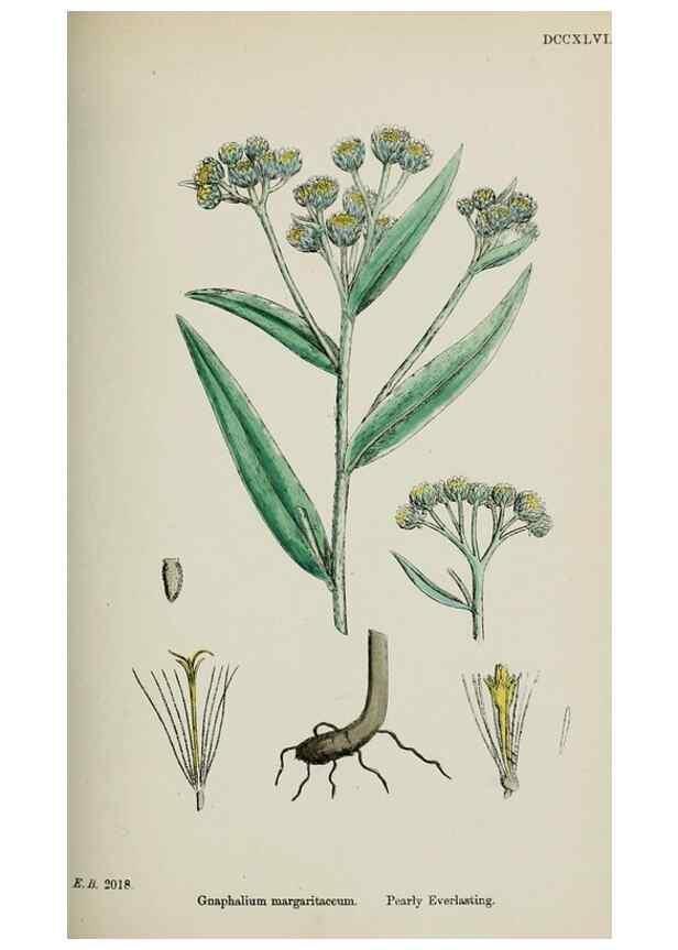 Reproducción/Reproduction 48717427798: English botany, or, Coloured figures of British plants /. London :R. Hardwicke,1863-1886.. 