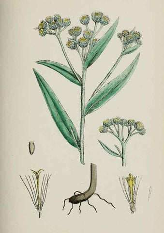 Reproducción/Reproduction 48717427798: English botany, or, Coloured figures of British plants /. London :R. Hardwicke,1863-1886.. 