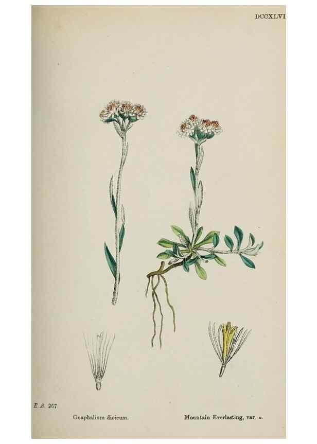 Reproducción/Reproduction 48717428073: English botany, or, Coloured figures of British plants /. London :R. Hardwicke,1863-1886.. 