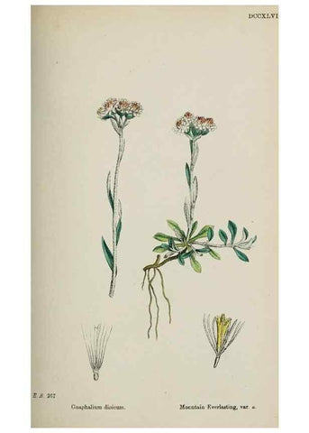 Reproducción/Reproduction 48717428073: English botany, or, Coloured figures of British plants /. London :R. Hardwicke,1863-1886.. 