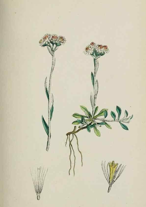 Reproducción/Reproduction 48717428073: English botany, or, Coloured figures of British plants /. London :R. Hardwicke,1863-1886.. 