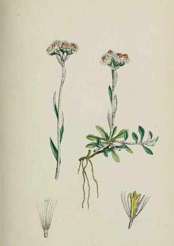 Reproducción/Reproduction 48717428073: English botany, or, Coloured figures of British plants /. London :R. Hardwicke,1863-1886.. 