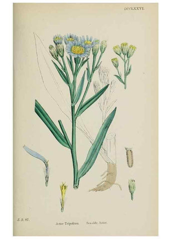 Reproducción/Reproduction 48717944762: English botany, or, Coloured figures of British plants /. London :R. Hardwicke,1863-1886.. 
