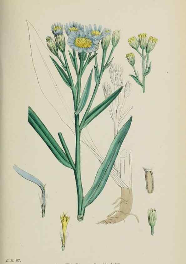 Reproducción/Reproduction 48717944762: English botany, or, Coloured figures of British plants /. London :R. Hardwicke,1863-1886.. 