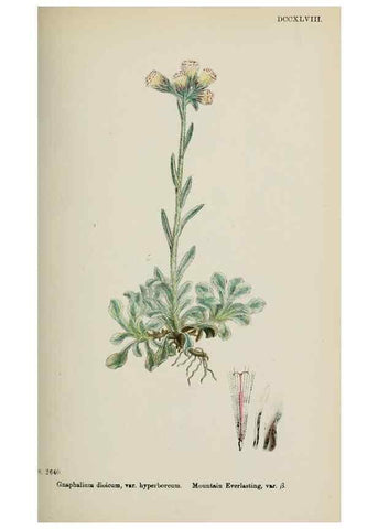 Reproducción/Reproduction 48717428378: English botany, or, Coloured figures of British plants /. London :R. Hardwicke,1863-1886.. 
