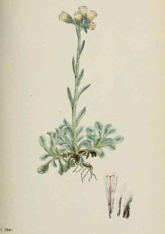 Reproducción/Reproduction 48717428378: English botany, or, Coloured figures of British plants /. London :R. Hardwicke,1863-1886.. 