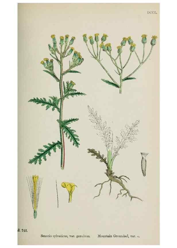 Reproducción/Reproduction 48717765431: English botany, or, Coloured figures of British plants /. London :R. Hardwicke,1863-1886.. 