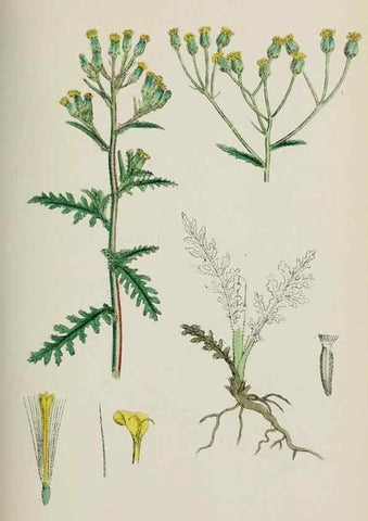 Reproducción/Reproduction 48717765431: English botany, or, Coloured figures of British plants /. London :R. Hardwicke,1863-1886.. 