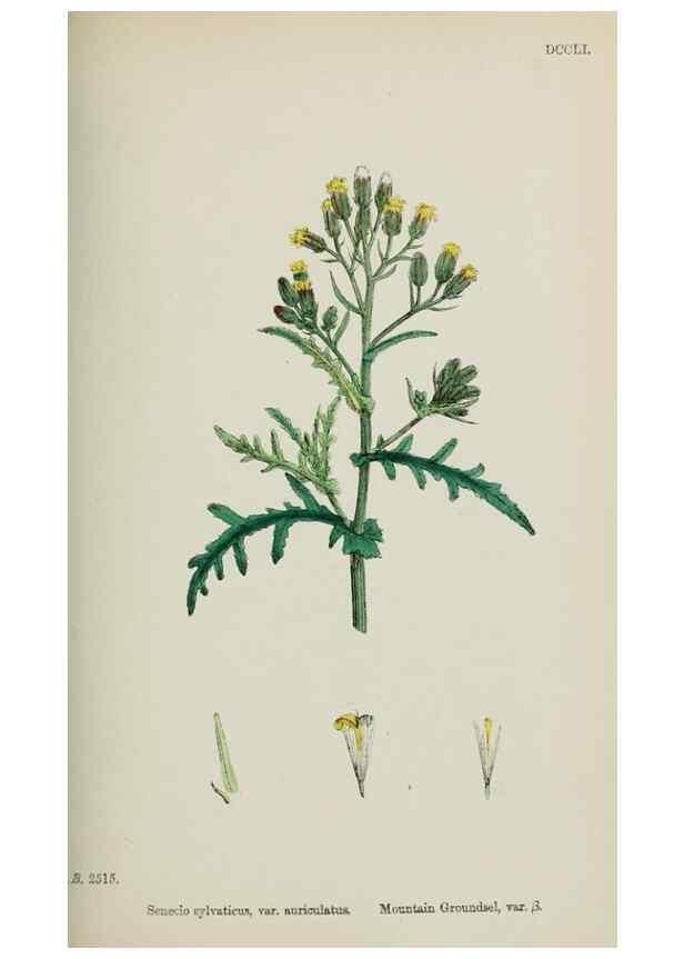 Reproducción/Reproduction 48717429243: English botany, or, Coloured figures of British plants /. London :R. Hardwicke,1863-1886.. 