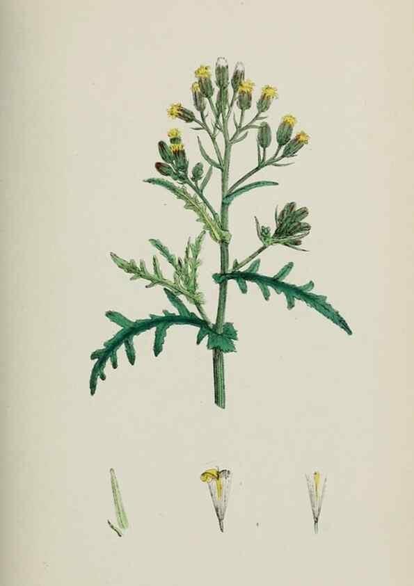 Reproducción/Reproduction 48717429243: English botany, or, Coloured figures of British plants /. London :R. Hardwicke,1863-1886.. 