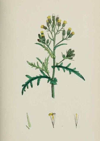 Reproducción/Reproduction 48717429243: English botany, or, Coloured figures of British plants /. London :R. Hardwicke,1863-1886.. 