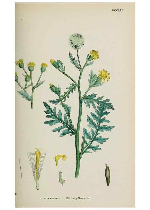 Reproducción/Reproduction 48717937327: English botany, or, Coloured figures of British plants /. London :R. Hardwicke,1863-1886.. 
