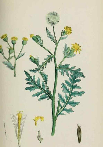 Reproducción/Reproduction 48717937327: English botany, or, Coloured figures of British plants /. London :R. Hardwicke,1863-1886.. 