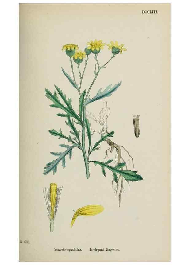 Reproducción/Reproduction 48717766456: English botany, or, Coloured figures of British plants /. London :R. Hardwicke,1863-1886.. 