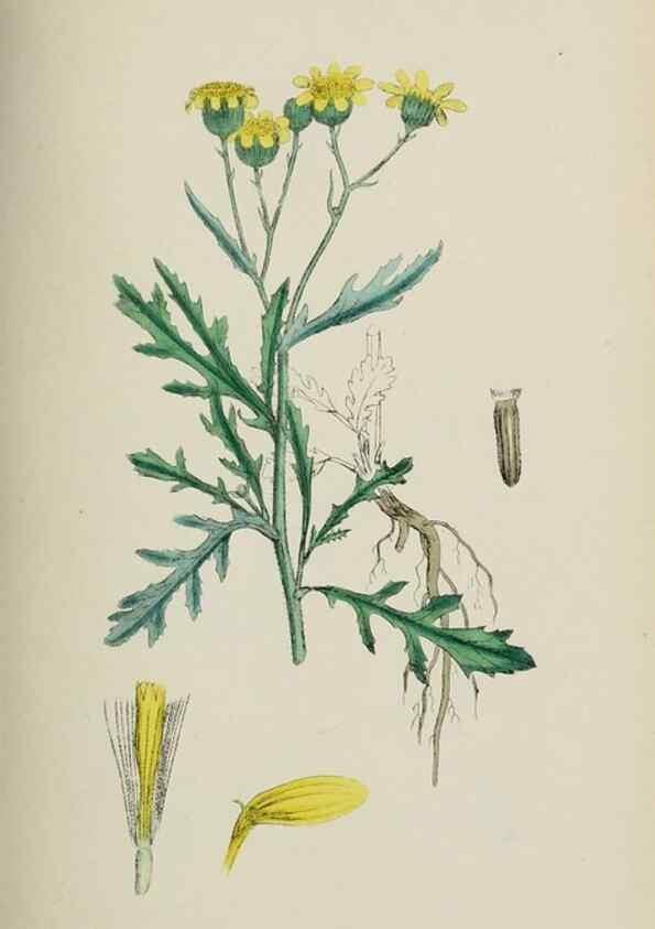 Reproducción/Reproduction 48717766456: English botany, or, Coloured figures of British plants /. London :R. Hardwicke,1863-1886.. 