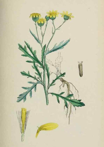 Reproducción/Reproduction 48717766456: English botany, or, Coloured figures of British plants /. London :R. Hardwicke,1863-1886.. 