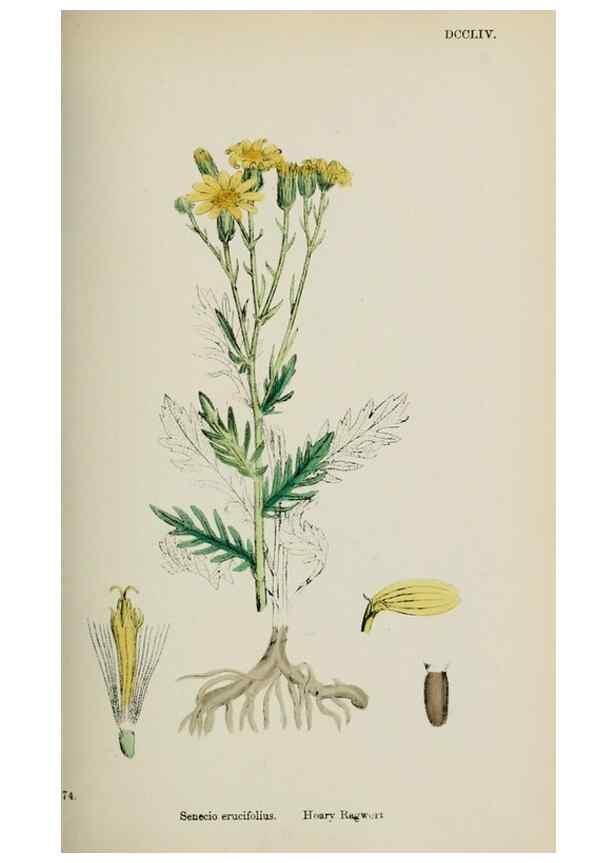Reproducción/Reproduction 48717430098: English botany, or, Coloured figures of British plants /. London :R. Hardwicke,1863-1886.. 