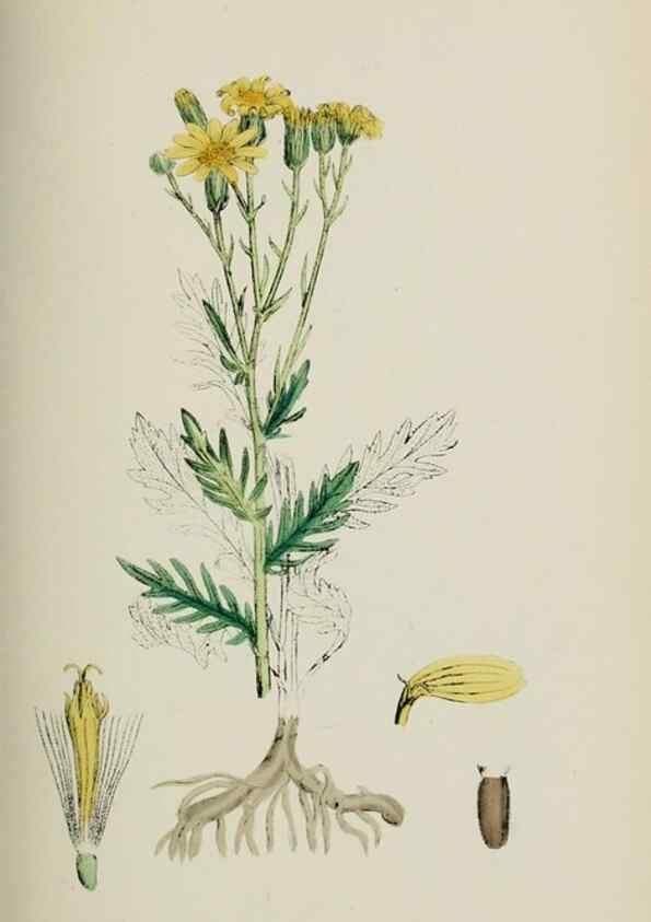 Reproducción/Reproduction 48717430098: English botany, or, Coloured figures of British plants /. London :R. Hardwicke,1863-1886.. 