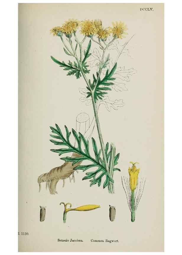 Reproducción/Reproduction 48717938112: English botany, or, Coloured figures of British plants /. London :R. Hardwicke,1863-1886.. 