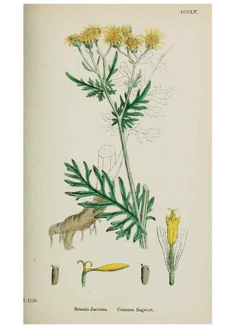 Reproducción/Reproduction 48717938112: English botany, or, Coloured figures of British plants /. London :R. Hardwicke,1863-1886.. 