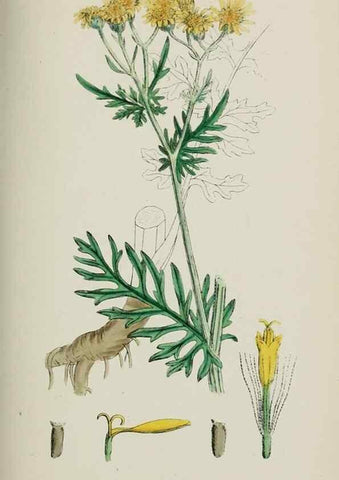 Reproducción/Reproduction 48717938112: English botany, or, Coloured figures of British plants /. London :R. Hardwicke,1863-1886.. 