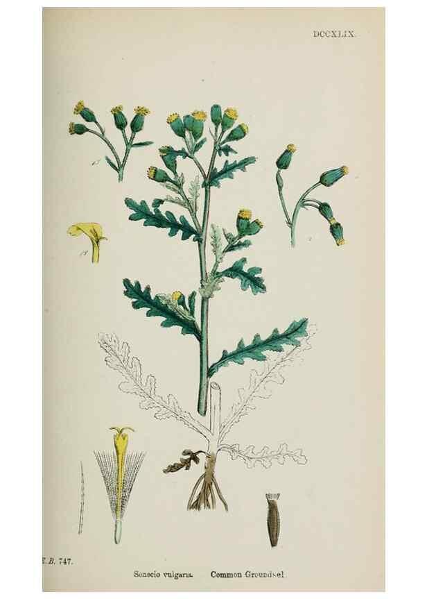 Reproducción/Reproduction 48717428623: English botany, or, Coloured figures of British plants /. London :R. Hardwicke,1863-1886.. 
