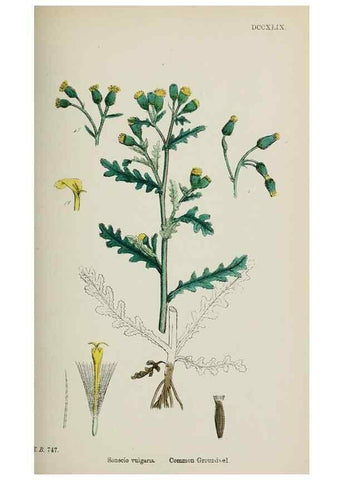 Reproducción/Reproduction 48717428623: English botany, or, Coloured figures of British plants /. London :R. Hardwicke,1863-1886.. 