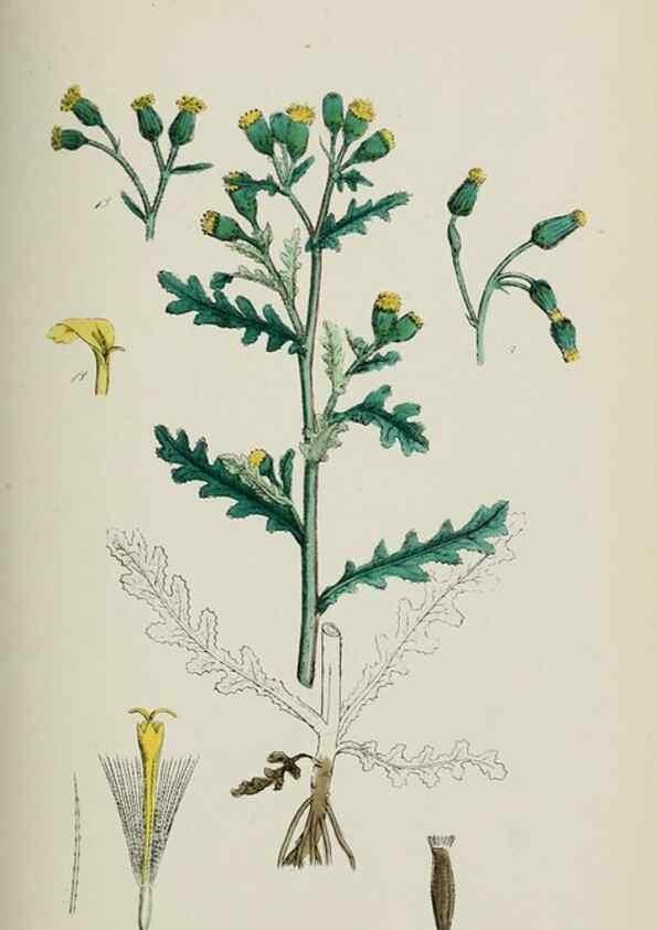 Reproducción/Reproduction 48717428623: English botany, or, Coloured figures of British plants /. London :R. Hardwicke,1863-1886.. 