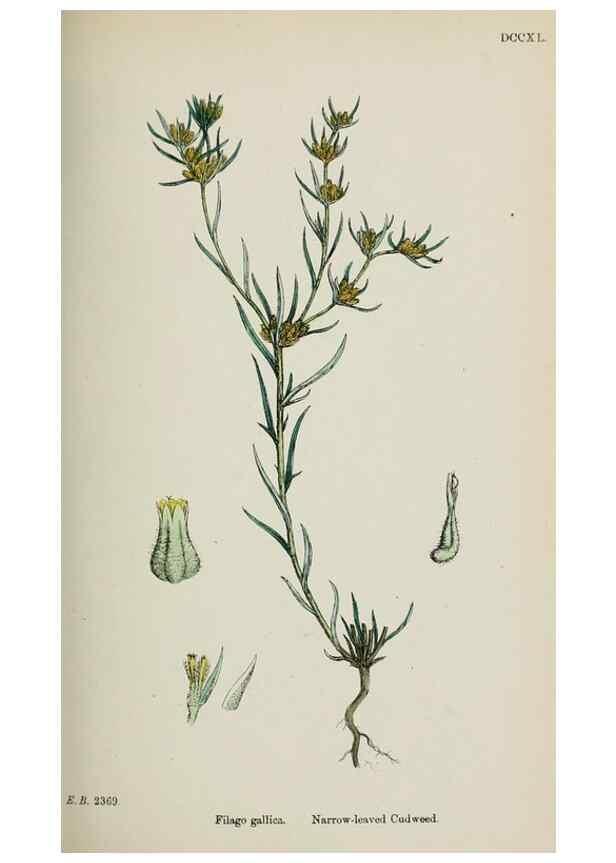 Reproducción/Reproduction 48717762526: English botany, or, Coloured figures of British plants /. London :R. Hardwicke,1863-1886.. 
