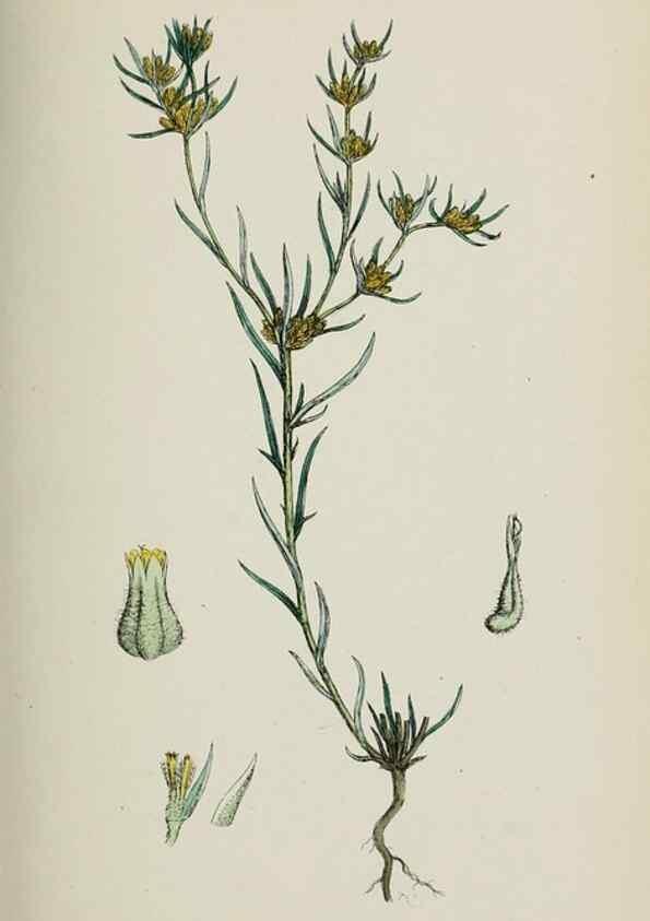 Reproducción/Reproduction 48717762526: English botany, or, Coloured figures of British plants /. London :R. Hardwicke,1863-1886.. 