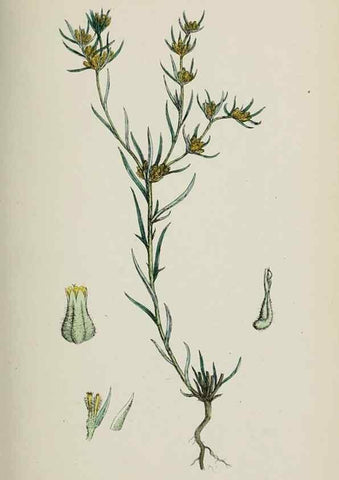Reproducción/Reproduction 48717762526: English botany, or, Coloured figures of British plants /. London :R. Hardwicke,1863-1886.. 