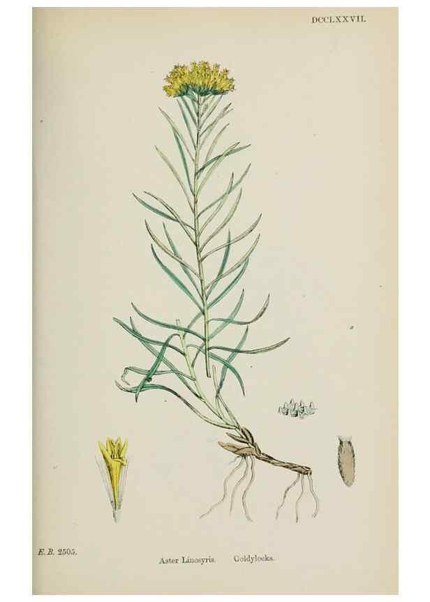 Reproducción/Reproduction 48717437598: English botany, or, Coloured figures of British plants /. London :R. Hardwicke,1863-1886.. 
