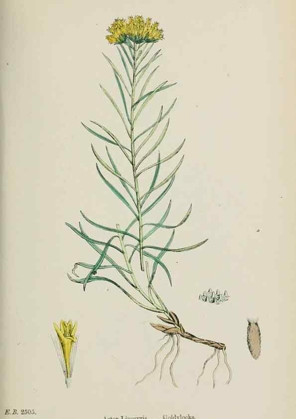 Reproducción/Reproduction 48717437598: English botany, or, Coloured figures of British plants /. London :R. Hardwicke,1863-1886.. 