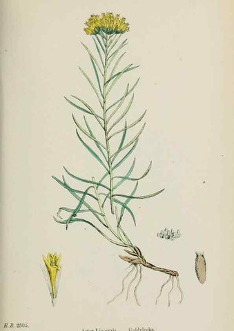 Reproducción/Reproduction 48717437598: English botany, or, Coloured figures of British plants /. London :R. Hardwicke,1863-1886.. 
