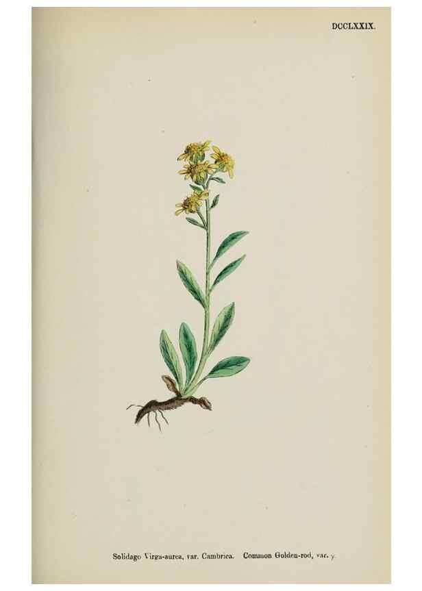 Reproducción/Reproduction 48717774746: English botany, or, Coloured figures of British plants /. London :R. Hardwicke,1863-1886.. 