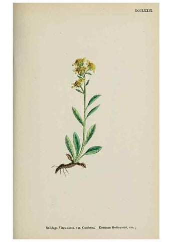 Reproducción/Reproduction 48717774746: English botany, or, Coloured figures of British plants /. London :R. Hardwicke,1863-1886.. 