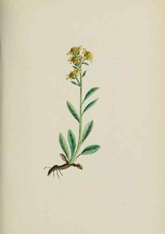 Reproducción/Reproduction 48717774746: English botany, or, Coloured figures of British plants /. London :R. Hardwicke,1863-1886.. 