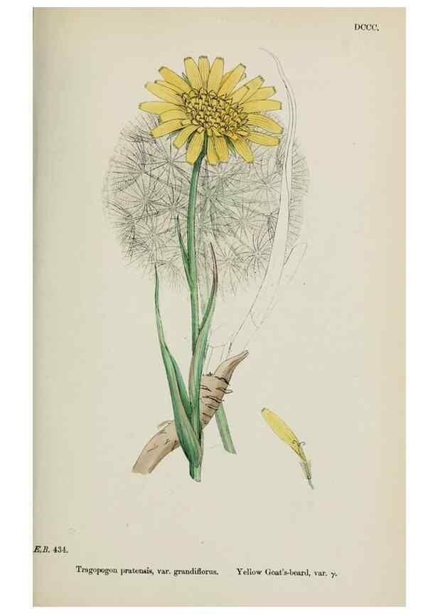 Reproducción/Reproduction 48717444638: English botany, or, Coloured figures of British plants /. London :R. Hardwicke,1863-1886.. 