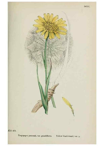 Reproducción/Reproduction 48717444638: English botany, or, Coloured figures of British plants /. London :R. Hardwicke,1863-1886.. 