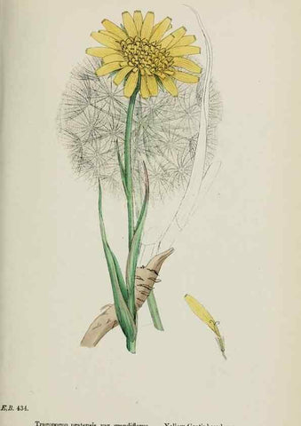 Reproducción/Reproduction 48717444638: English botany, or, Coloured figures of British plants /. London :R. Hardwicke,1863-1886.. 