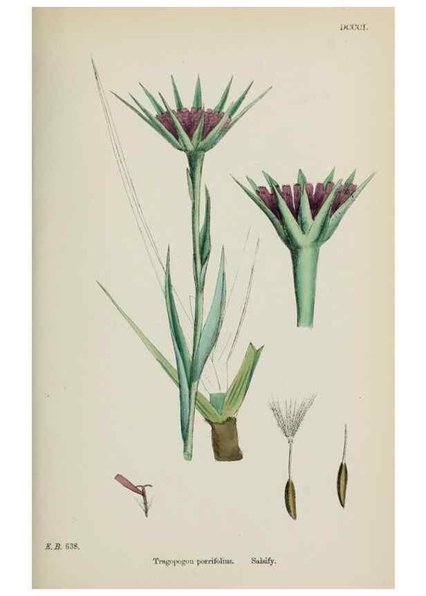 Reproducción/Reproduction 48717952127: English botany, or, Coloured figures of British plants /. London :R. Hardwicke,1863-1886.. 