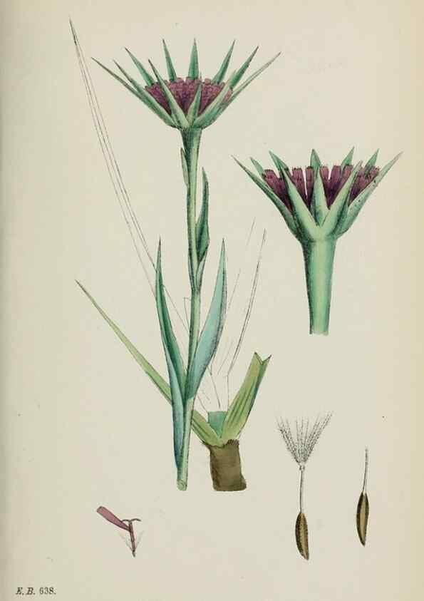 Reproducción/Reproduction 48717952127: English botany, or, Coloured figures of British plants /. London :R. Hardwicke,1863-1886.. 