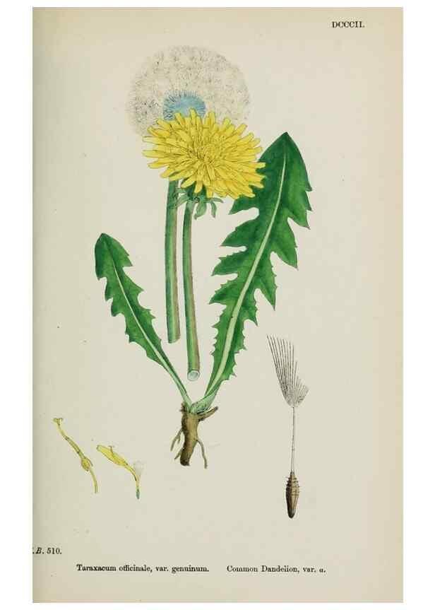 Reproducción/Reproduction 48717781951: English botany, or, Coloured figures of British plants /. London :R. Hardwicke,1863-1886.. 