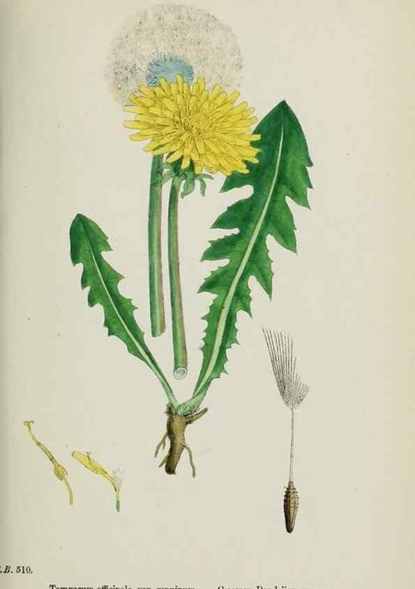 Reproducción/Reproduction 48717781951: English botany, or, Coloured figures of British plants /. London :R. Hardwicke,1863-1886.. 