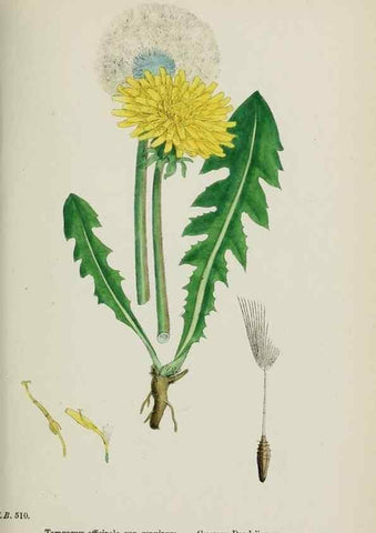 Reproducción/Reproduction 48717781951: English botany, or, Coloured figures of British plants /. London :R. Hardwicke,1863-1886.. 
