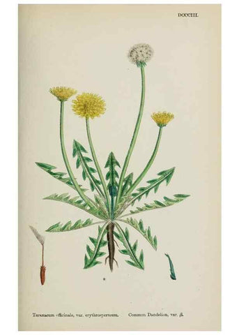 Reproducción/Reproduction 48717445468: English botany, or, Coloured figures of British plants /. London :R. Hardwicke,1863-1886.. 