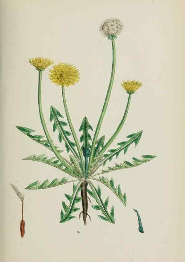 Reproducción/Reproduction 48717445468: English botany, or, Coloured figures of British plants /. London :R. Hardwicke,1863-1886.. 