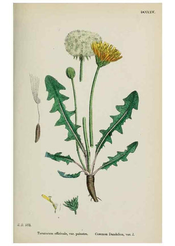 Reproducción/Reproduction 48717953287: English botany, or, Coloured figures of British plants /. London :R. Hardwicke,1863-1886.. 