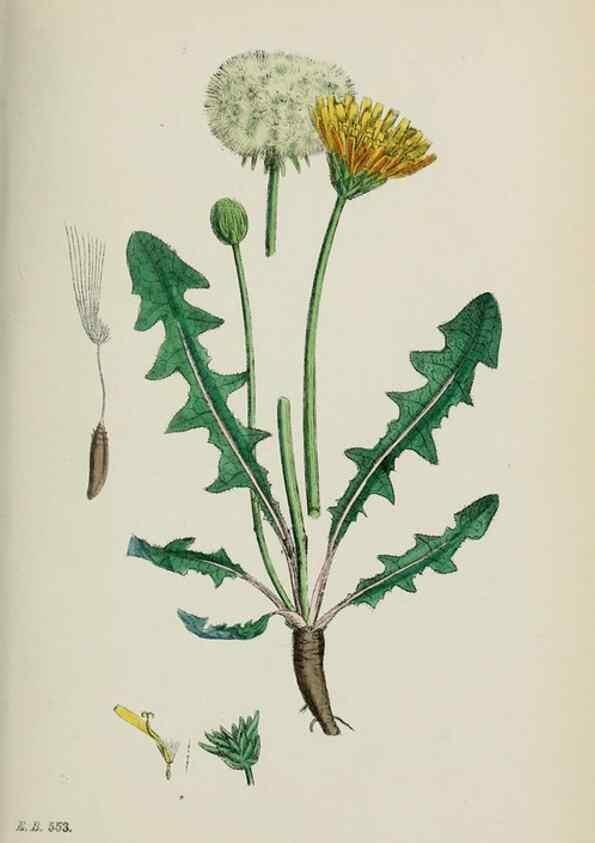 Reproducción/Reproduction 48717953287: English botany, or, Coloured figures of British plants /. London :R. Hardwicke,1863-1886.. 